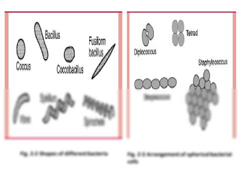 Solution Bacteria Cell Structure Studypool