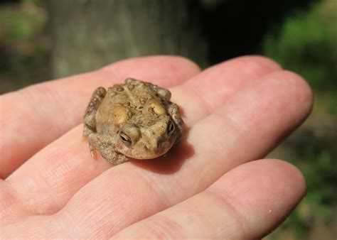 Ifthethunderdontgetya™³²®© Groundhog Tiny Toads Canada Geese