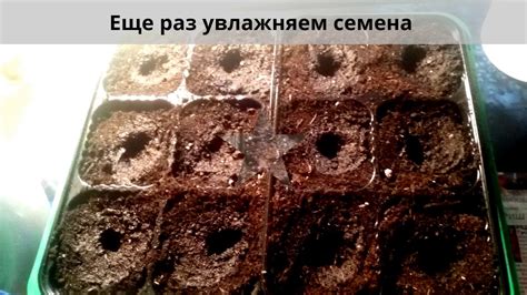 Редис на подоконнике - YouTube