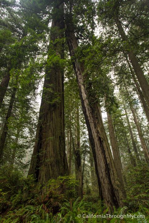 Lady Bird Johnson Grove in Redwoods National Park - California Through ...