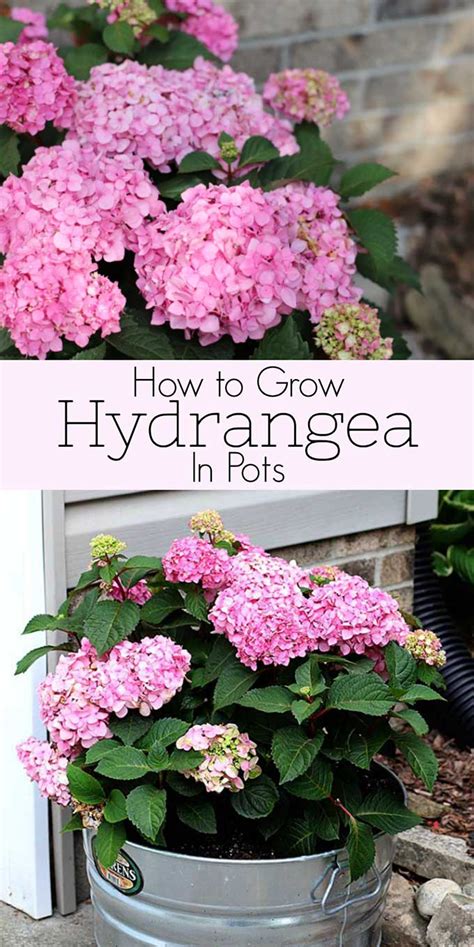 How To Grow Hydrangea In Pots Growing Hydrangeas Planting Hydrangeas Container Gardening Flowers