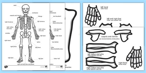 Life Size Child Skeleton Cut Outs Englishgerman