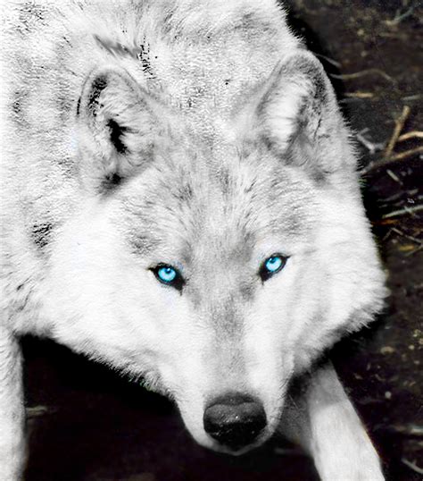 Amazing Wolf! - Amazing Wolves Photo (36734946) - Fanpop