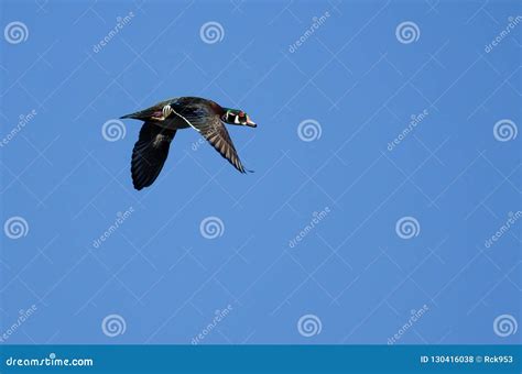 Male Wood Duck Flying in a Blue Sky Stock Photo - Image of animal, male: 130416038