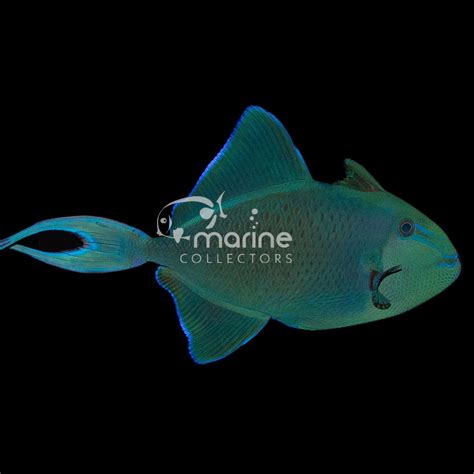 Niger Triggerfish Saltwater Fish Marine Collectors