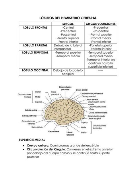 L Bulos Del Hemisferio Cerebral Udocz