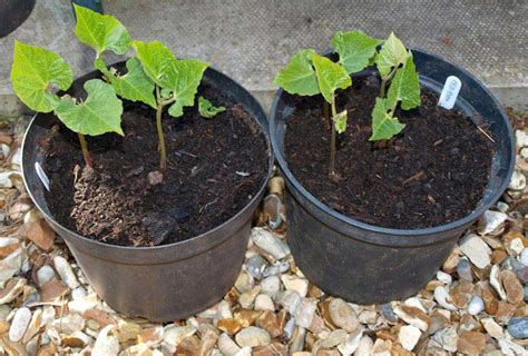 How To Grow French Beans From Seed