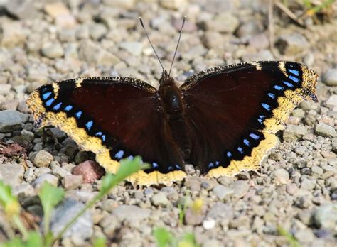 Gales Photo And Birding Blog Mourning Cloak Butterfly