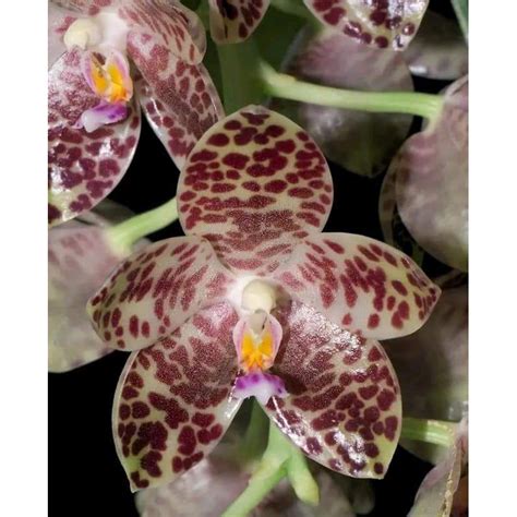 Jual Phalaenopsis Gigantea Shopee Indonesia