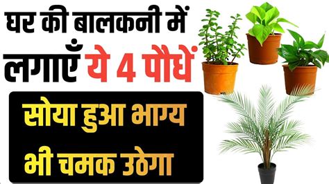 Lucky Plant For Home Vastu Plant Best Indoor Plant Plant Benefits Vastu Shastra Fengshui