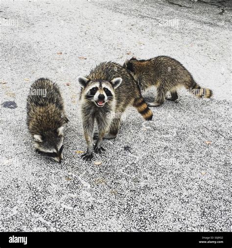Raccoons Hi Res Stock Photography And Images Alamy