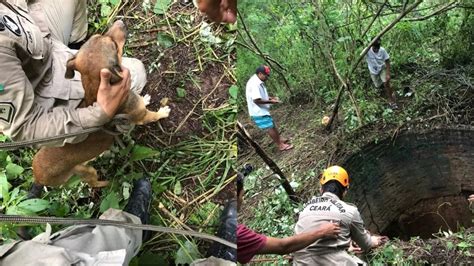 Cão é resgatado após ficar três dias em poço de 15 metros de profundidade