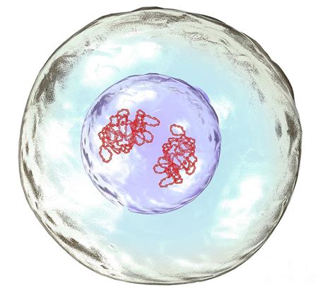 Cleavage Cell Division Photograph By Henning Dalhoffscience Photo Library