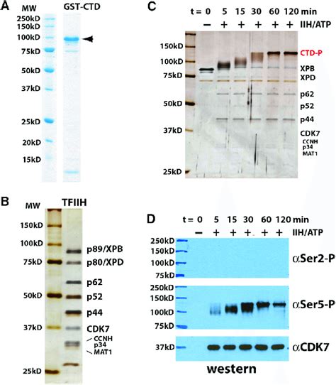 Pol II CTD Phosphorylation By Human TFIIH A Coomassie Stained Gel Of