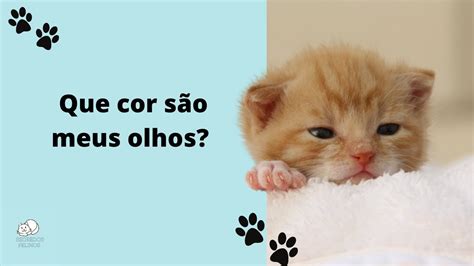 Quando Os Gatos Abrem Os Olhos Librain