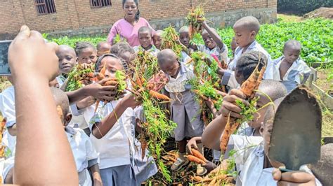 Kabare Des Fillettes Et Gar Onnets De La Maternelle Plantent Et