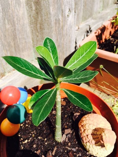 Plumeria Tree Plant Dracaena Marginata Colorama Madagascar Dragon