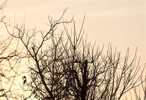 Branches Nues D Un Arbre Au Soleil De Lever De Soleil Image Stock