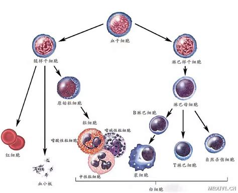 造血干细胞首次培育成功！白血病将无需骨髓移植 创技术 搜狐