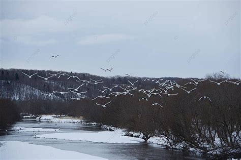 Japanese Crane Dance Winter Crown Photo Background And Picture For Free