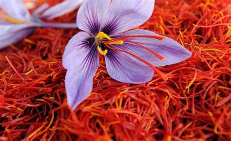 Saffron Farming Information Guide For Beginners Agri Farming