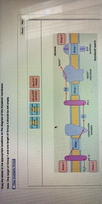 Drag The Labels To Their Appropriate Locations In This Diagram Sellay