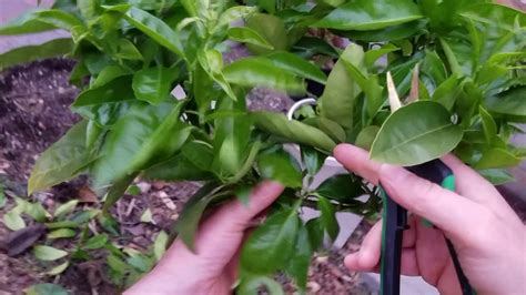 How To Prune A Citrus Tree Youtube