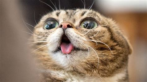 Gatos Graciosos Y Divertidos Los Mejores Vídeos De Gatos 2020 👌 Youtube