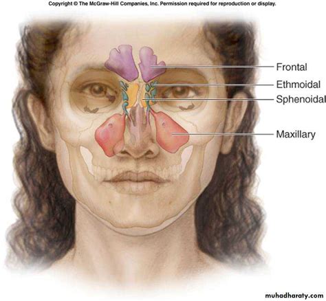 Nose And Paranasal Sinuses Anatomy Elab