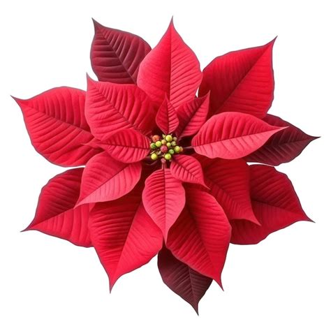 Planta De Navidad Flor De Nochebuena Roja Aislada Sobre Fondo Blanco