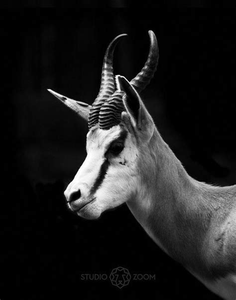 Springbok Antelope Love The Contrast Of His Markings In Black And