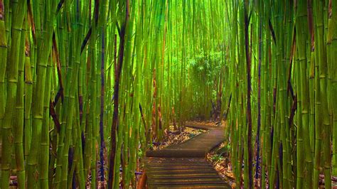 bamboo forest japan computer wallpaper  images