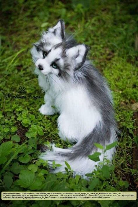 Marble Cross Fox