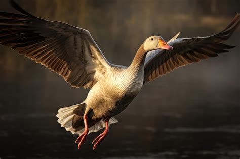 Premium Photo A Goose In Flight