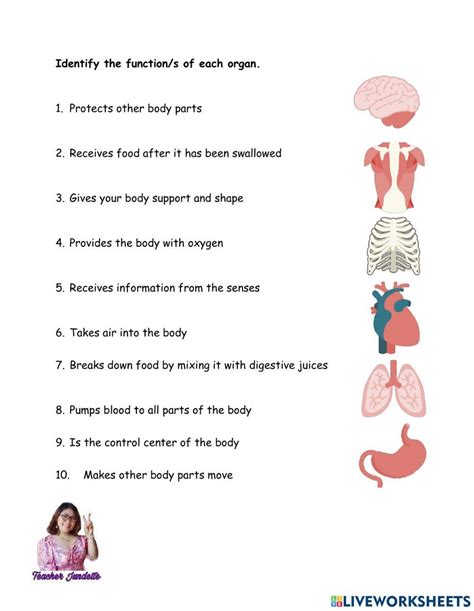 Functions Of Internal Body Organs Worksheet Live Worksheets