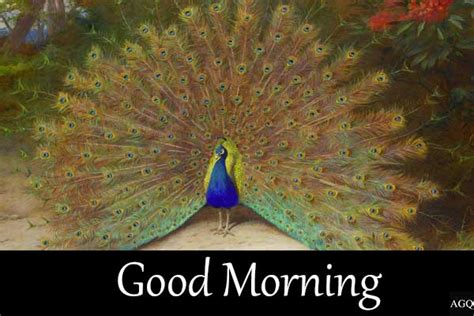 Good Morning Dancing Peacock Images Lets Wake Up Early In The Morning