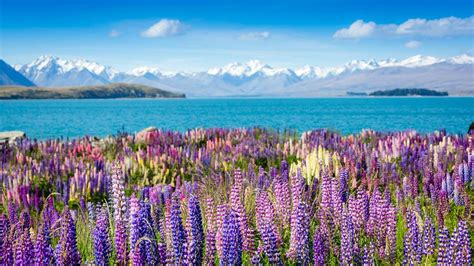 Milford Sound And Mt Cook Day Tour Combo Greatsights