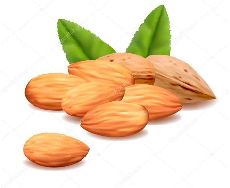 Almond With Leaves Vector — Stock Vector © Almoond 9135809