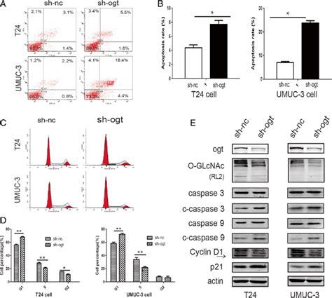 Reduction Of Ogt Promoted Bladder Cancer Cell Apoptosis And Inhibited