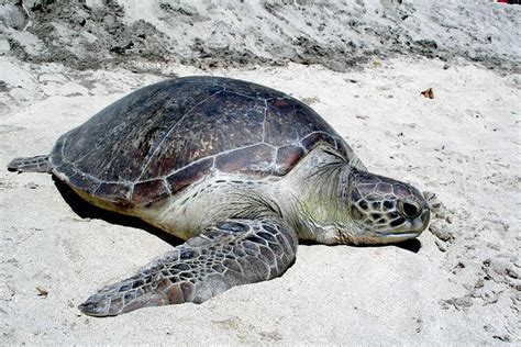 Penyu Laut Mulai Bertelur Di Pantai Selatan Yogyakarta