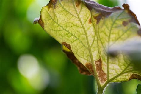 How to Find, Prevent, and Treat Zucchini Plant Problems? - Happiness ...