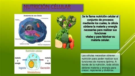 NutriciÓn Celular