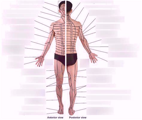 Peripheral cutaneous nerves Diagram | Quizlet