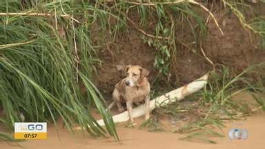 Bom Dia GO Cachorro cai em córrego após chuva em Anápolis Globoplay