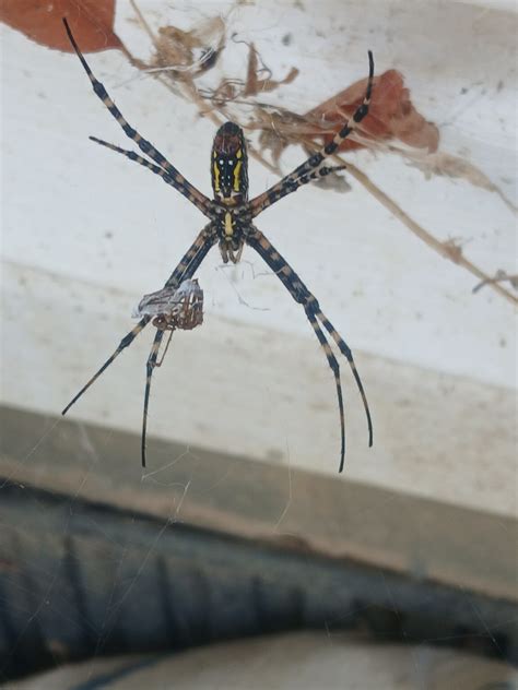 Unidentified spider in Albany, Kentucky United States