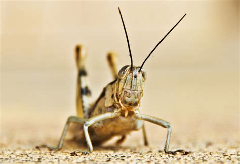 Grasshopper from Australia may be Giant Valanga - What's That Bug?