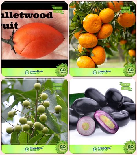 Buy Creative Farmer Tree Seeds For Outdoor Garden Mamosa Elangiorange