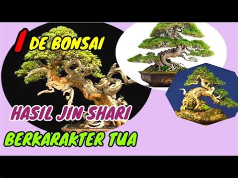 Bonsai Hasil Proses Jin Shari Berkarakter Tua Ide Bonsai Youtube