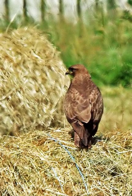 Campagne d Oust Ariège Pyrénées Buse variable PierreG 09 Flickr