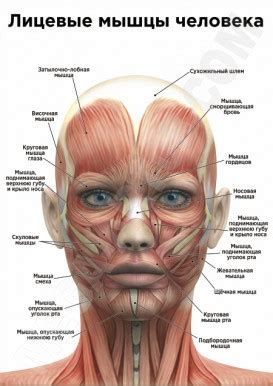 Купить плакат Лицевые мышцы человека за 350 руб